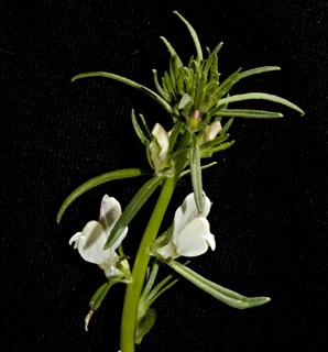 צילום: © יהודה מרטה