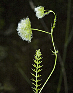 צילום: © יהודה מרטה