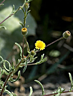 צילום: © יהודה מרטה