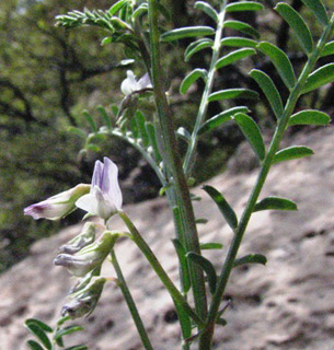 חרמון, 14-5-2009. צילום: © יואב גרטמן