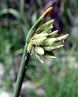צילום: © ערגה אלוני 