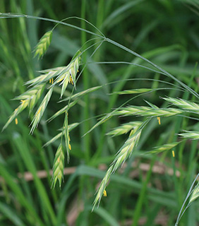 עמק החולה, 4-2017. צילום: © שרה גולד