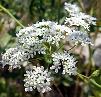 נאות קדומים, אפריל, צילום: © שרה גולד