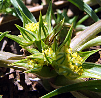 נאות קדומים, אפריל. צילום: © שרה גולד