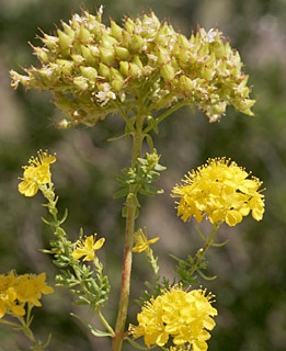 חרמון, 6-2011. צילום: © אלי ליבנה