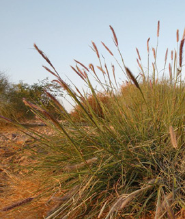 ערבה, דצמבר. צילום: © מורי חן