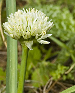 
צילום: © יהודה מרטה