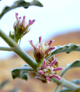 ליד אילת, 3-2009. צילום: © מורי חן