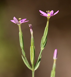 יער חדרה, 6-2020. צילום: © שרה גולד