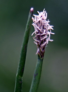 באסה הרצליה, אפריל. צילום: © אלי ליבנה