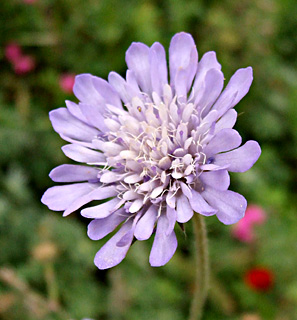 גן בוטני הר הצופים, אפריל. צילום: © שרה גולד