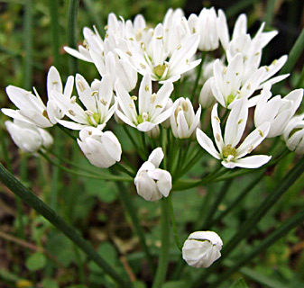 גן בוטני הר-הצופים, אפריל. צילום: © שרה גולד