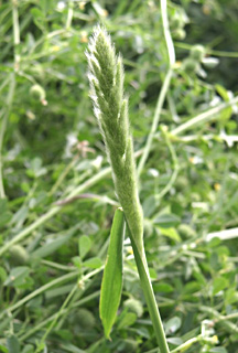 באסה, אפריל. צילום: © אלי ליבנה