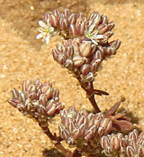 באסה, אפריל. צילום: © אלי ליבנה