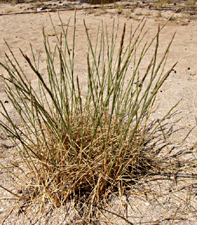 תל אביב, יוני. צילום: © דרור מלמד