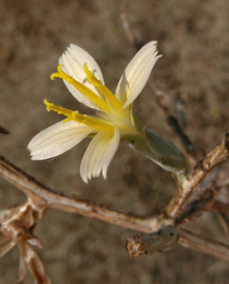 בקעת ערד, 8-2010. צילום: © עוז גולן