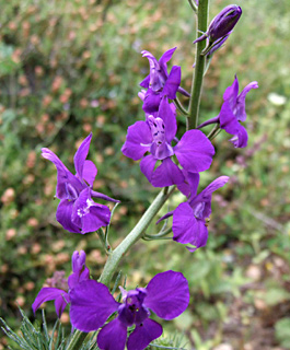 גן בוטני הר הצופים, אפריל. צילום: © שרה גולד