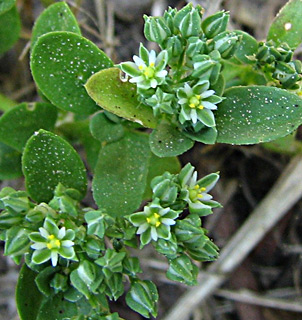 צילום: © ערגה אלוני  