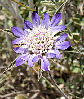 גליל תחתון, אפריל. צילום: © שרה גולד