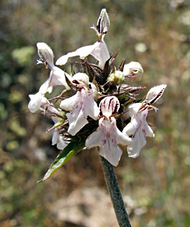 גליל תחתון, אפריל. צילום: © שרה גולד