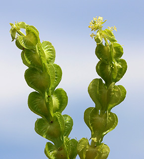 בקעה, 3-2019. צילום: © שרה גולד