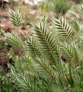 גן בוטני הר הצופים, אפריל. צילום: © שרה גולד