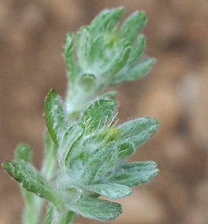 בניאס, 4-2013. צילום: © שרה גולד