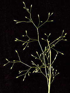 רמת הגולן, אפריל. צילום: © דרור מלמד