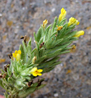 רמת הגולן, מאי. צילום: © שרה גולד