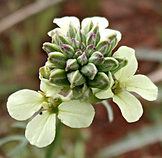 רמת הגולן, מאי. צילום: © שרה גולד