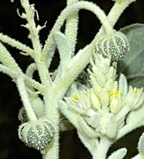 מאי. צילום: © יהודה מרטה