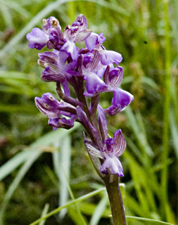 צילום: © יהודה מרטה