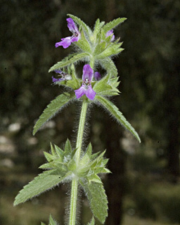 יער אחיהוד. צילום: © יהודה מרטה