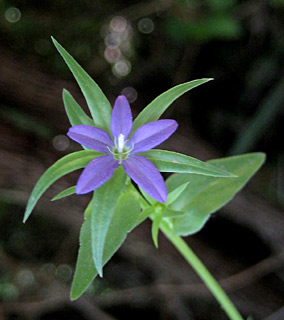 בניאס, 2-2009. צילום: © שרה גולד