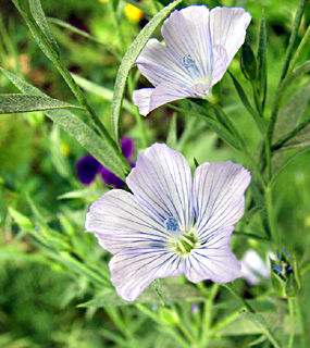 יער הסרג'נטים, אפריל. צילום: © ערגה אלוני