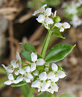 צילום: © ערגה אלוני 