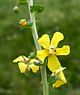  רמת הגולן, אפריל. צילום: © שרה גולד