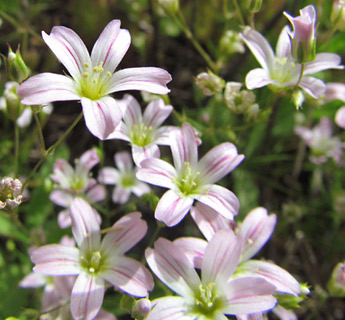 גולן, 5-2011. צילום: © איתן שפירא