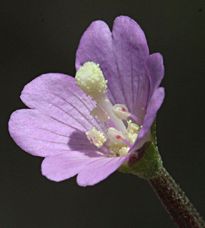 החולה, אוגוסט. צילום: © שמעון כהן-סיוון