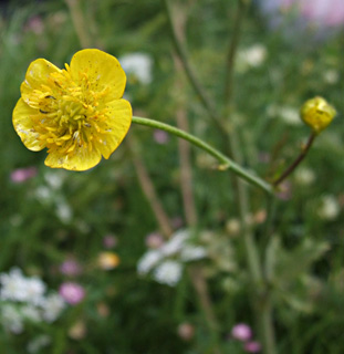 מעיינות סומקה-גולן, אפריל. צילום: © שרה גולד