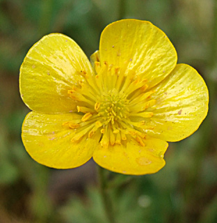 יער אודם, מאי. צילום: © שרה גולד