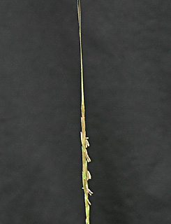 שרון, אפריל. צילום: © אלי ליבנה