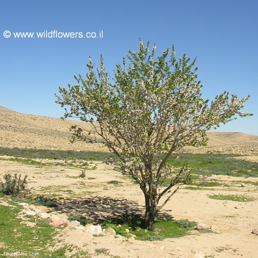 בחניון בורות לוץ. צילום: מורי חן