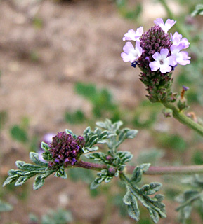 גולן, אפריל. צילום: © שרה גולד