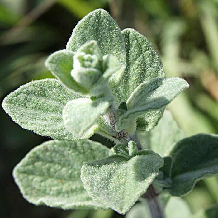 קודקוד. צילום: שרה גולד