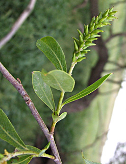 גולן, מאי. צילום: © שרה גולד