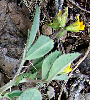 גליל, אפריל. צילום: © שרה גולד