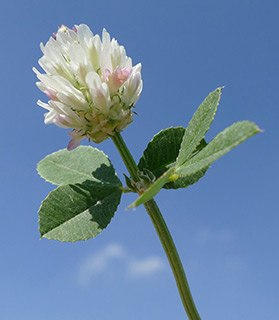 בריכת צ'רטה ליד שוהם, 4-2019. צילום: © שרה גולד