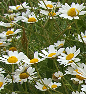 דרום הגולן, מאי. צילום: © שרה גולד