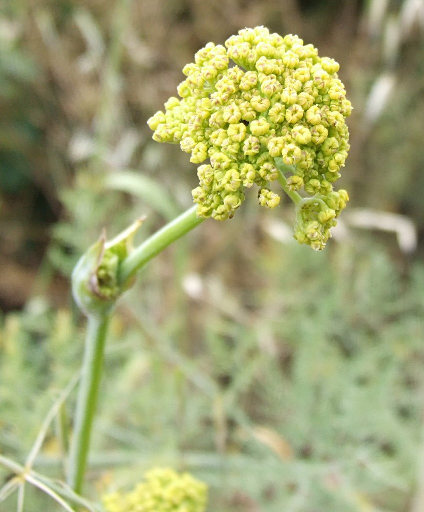 לפני פריחה, צילום: © שרה גולד